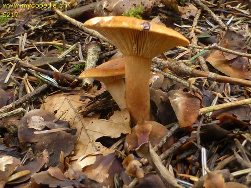 Lactarius aurantiacus - 