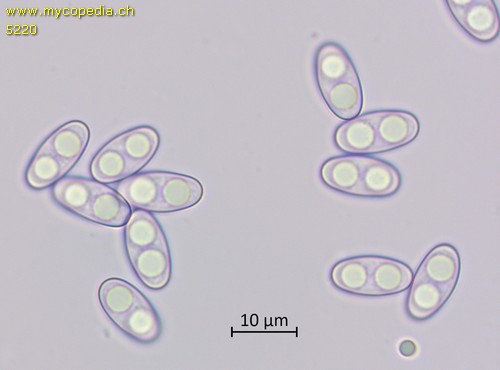 Otidea onotica - 