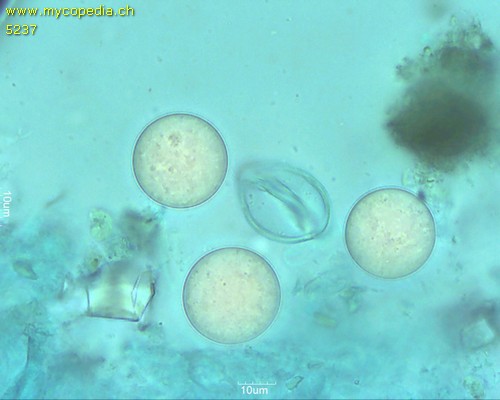 Hydnocystis bombycina - 