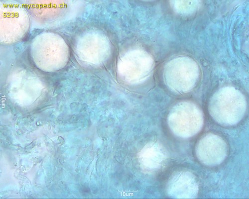 Hydnocystis bombycina - 