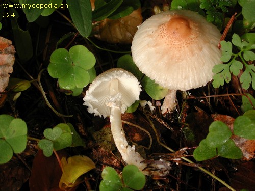 Lepiota cristata - 