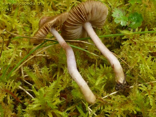 Inocybe griseolilacina - 