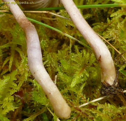 Inocybe griseolilacina - 