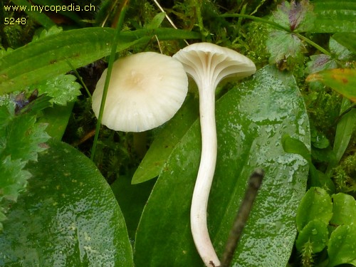 Cuphophyllus virgineus var. virgineus - 