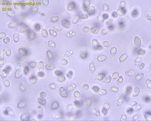 Cuphophyllus virgineus var. virgineus - Spore/n - 