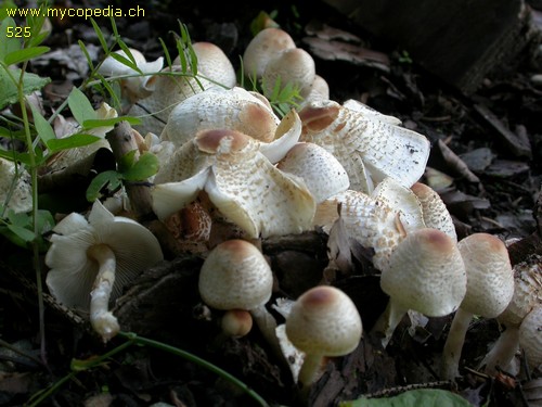 Lepiota cristata - 