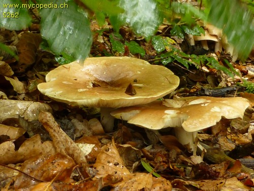 Leucopaxillus gentianeus - 