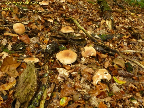 Leucopaxillus gentianeus - 