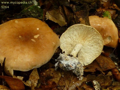 Leucopaxillus gentianeus - 