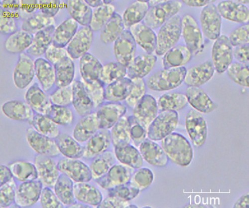 Marasmius torquescens - Spore/n - Wasser  - 