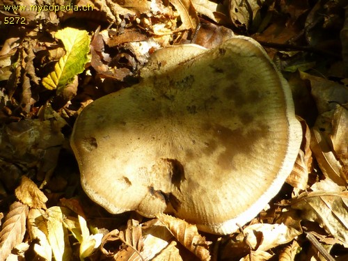 Calocybe gangraenosa - 