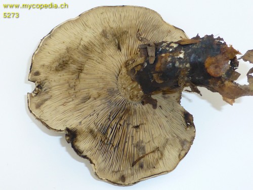 Calocybe gangraenosa - 