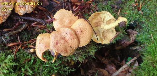 Pholiota flammans - 