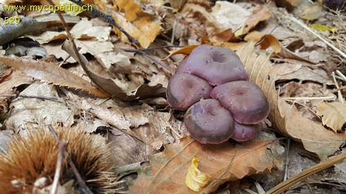 Laccaria amethystina - 