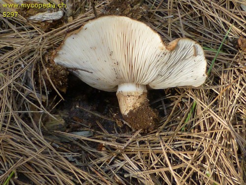 Tricholoma fracticum - 