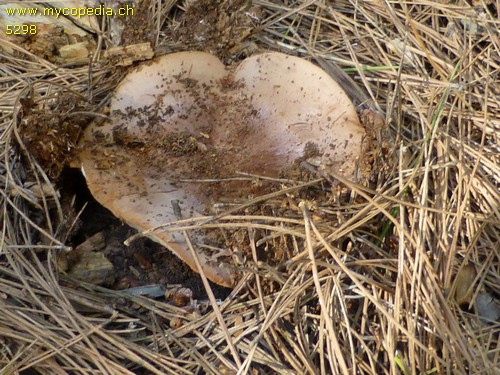 Tricholoma fracticum - 