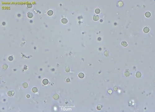 Tricholoma fracticum - Sporen - 
