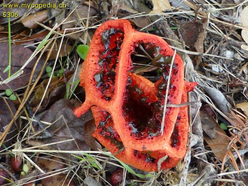 Clathrus ruber - 