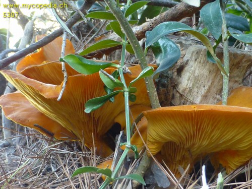 Omphalotus olearius - 