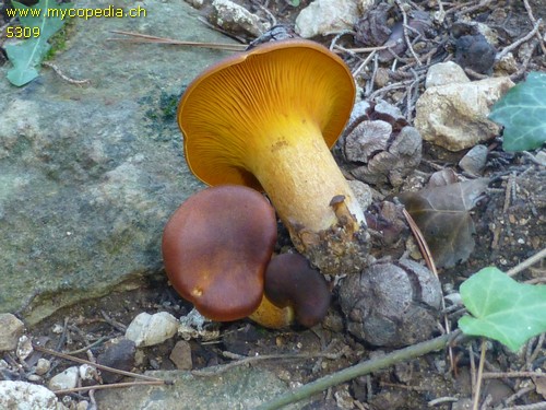 Omphalotus olearius - 