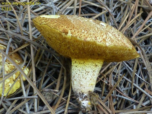 Suillus collinitus - 