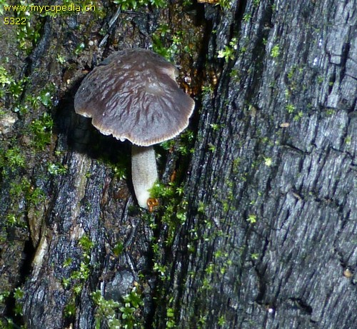 Pluteus thomsonii - 