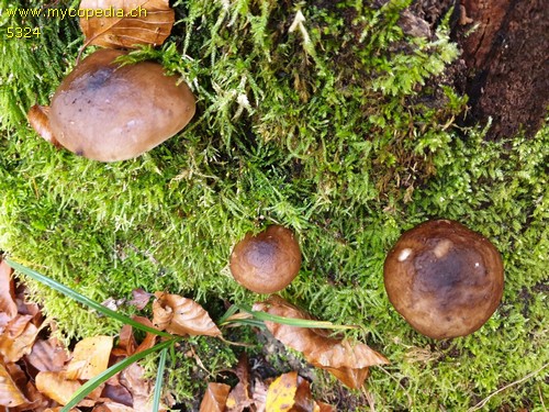 Pluteus cervinus - 