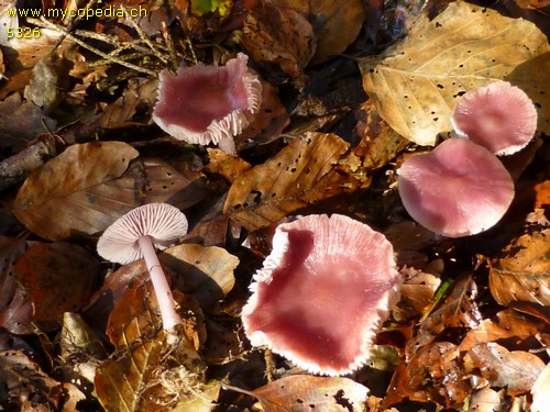 Mycena rosea - 