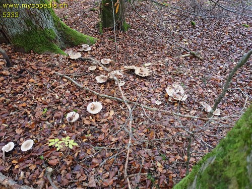 Clitocybe nebularis - 