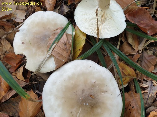 Clitocybe nebularis - 