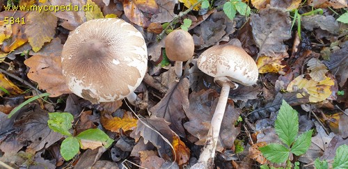 Macrolepiota mastoidea - 