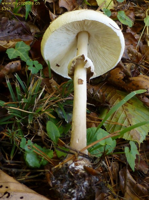 Macrolepiota mastoidea - 