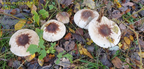 Macrolepiota excoriata - 