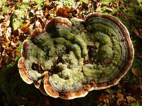 Fomitopsis pinicola - 