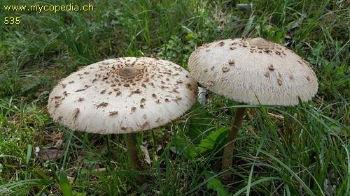 Macrolepiota procera - 