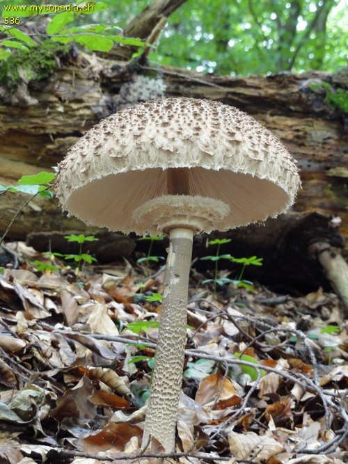 Macrolepiota procera - 