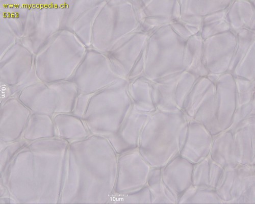 Psathyrella spadiceogrisea - HDS - 