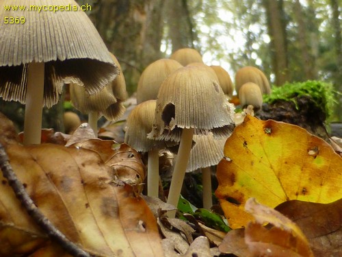 Coprinellus micaceus - 