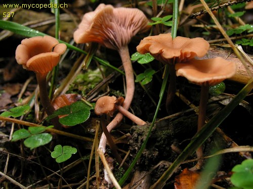 Laccaria laccata var. laccata - 