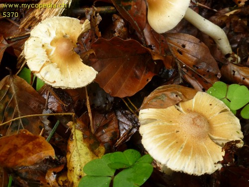 Inocybe phaeodisca - 