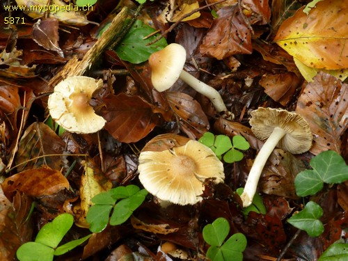 Inocybe phaeodisca - 