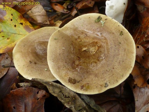 Lactarius fluens - 