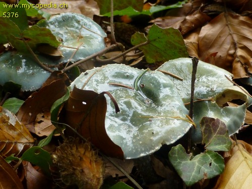 Stropharia aeruginosa - 