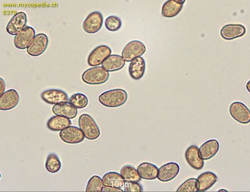 Inocybe phaeodisca - 