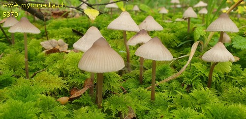 Mycena zephirus - 