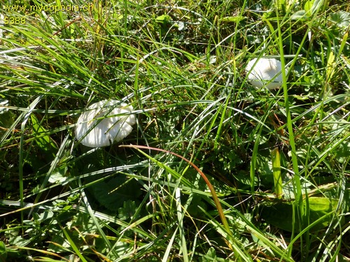 Lepiota alba - 