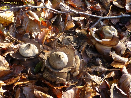 Geastrum triplex - 