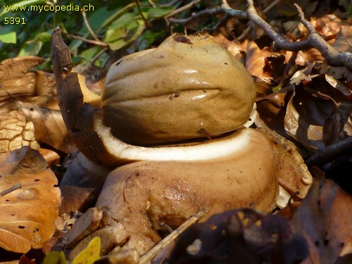 Geastrum triplex - 