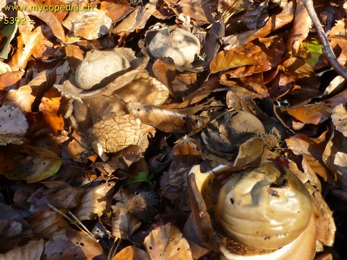 Geastrum triplex - 