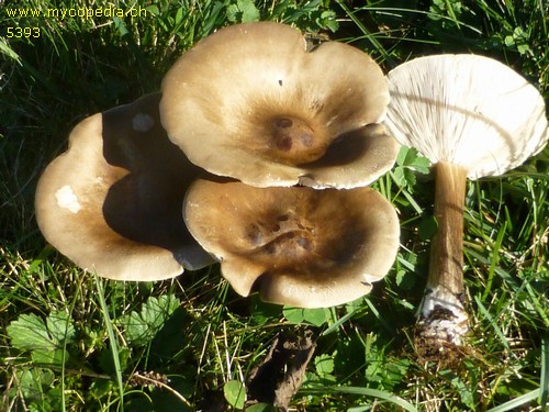 Melanoleuca grammopodia - 